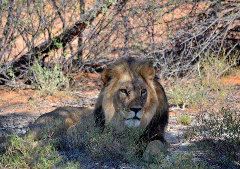 Kgalagadi Lion